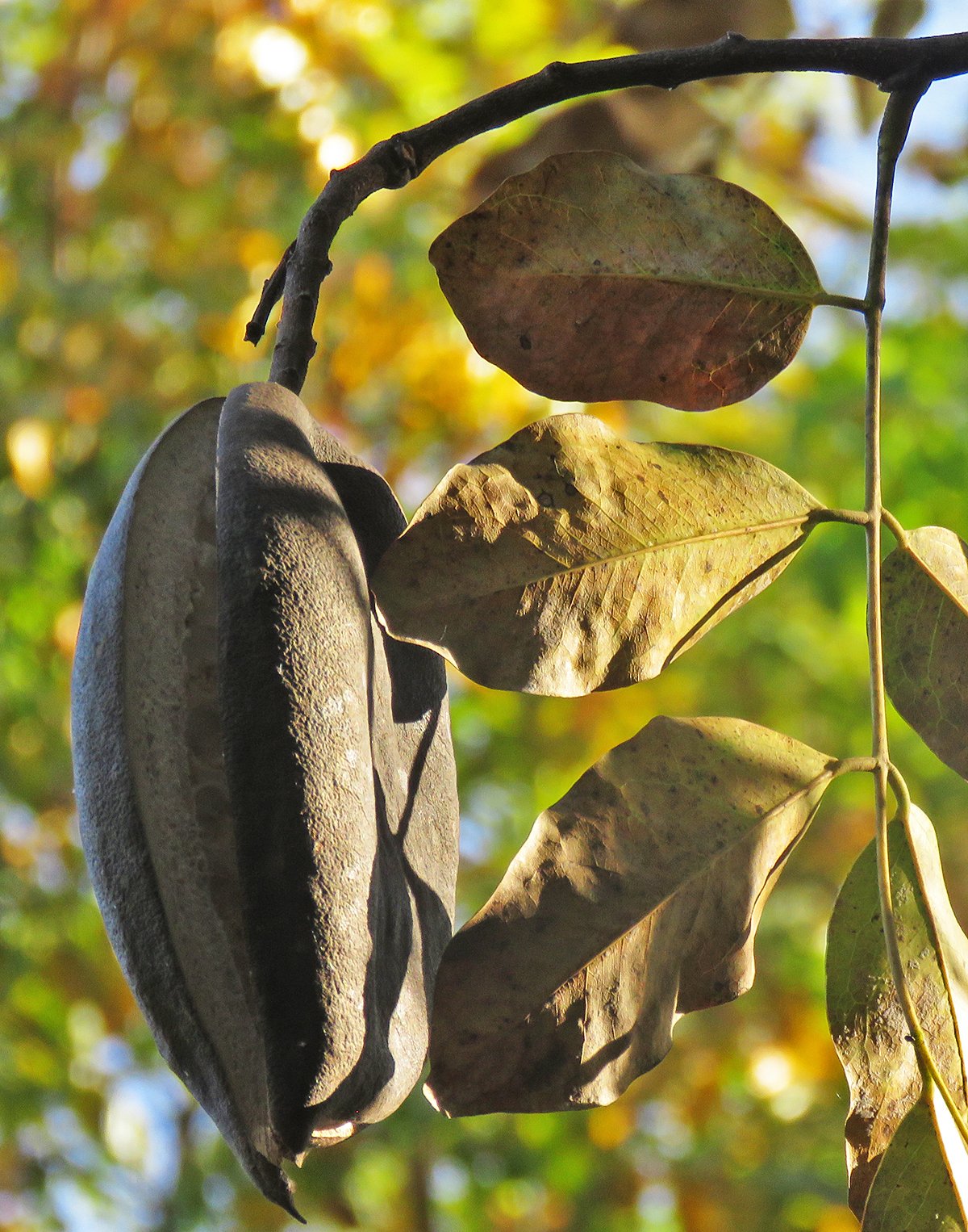Afzelia africana